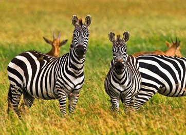 wildlife in tanzania