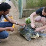 turtle conservation sri lanka