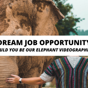 Dream Job Opportunity: Could You Be Our Elephant Videographer?